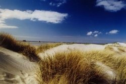 Dünen am Strand von St. Peter-Ording Dünen am Strand von St. Peter-Ording (Bild: Günter Pump / www.nordseetourismus.de)